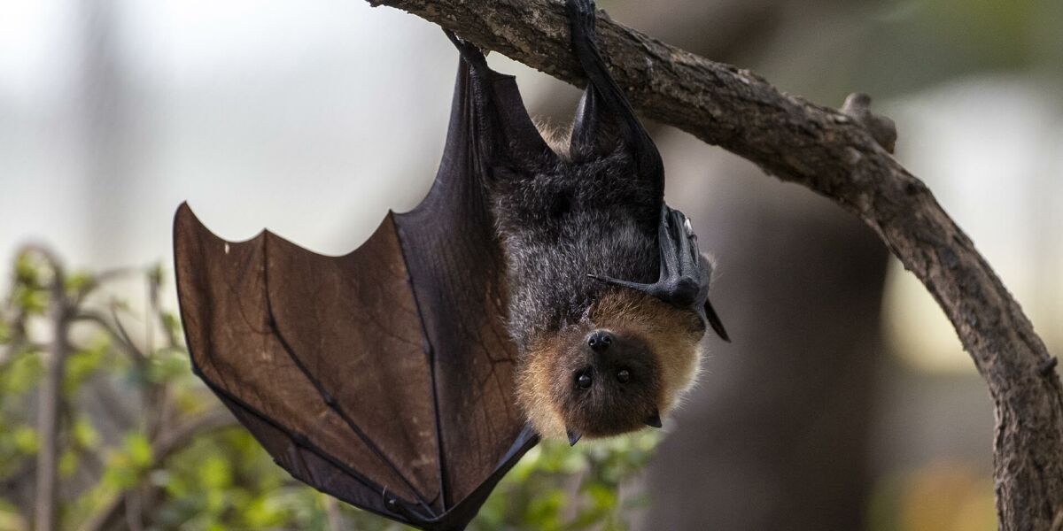 chauve-souris