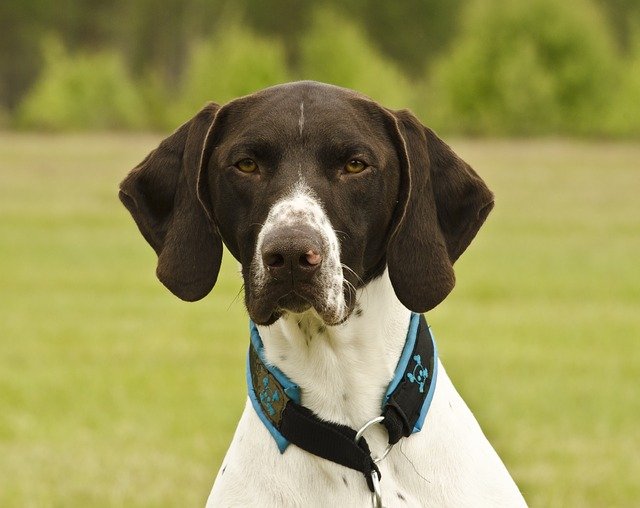 Chien de chasse