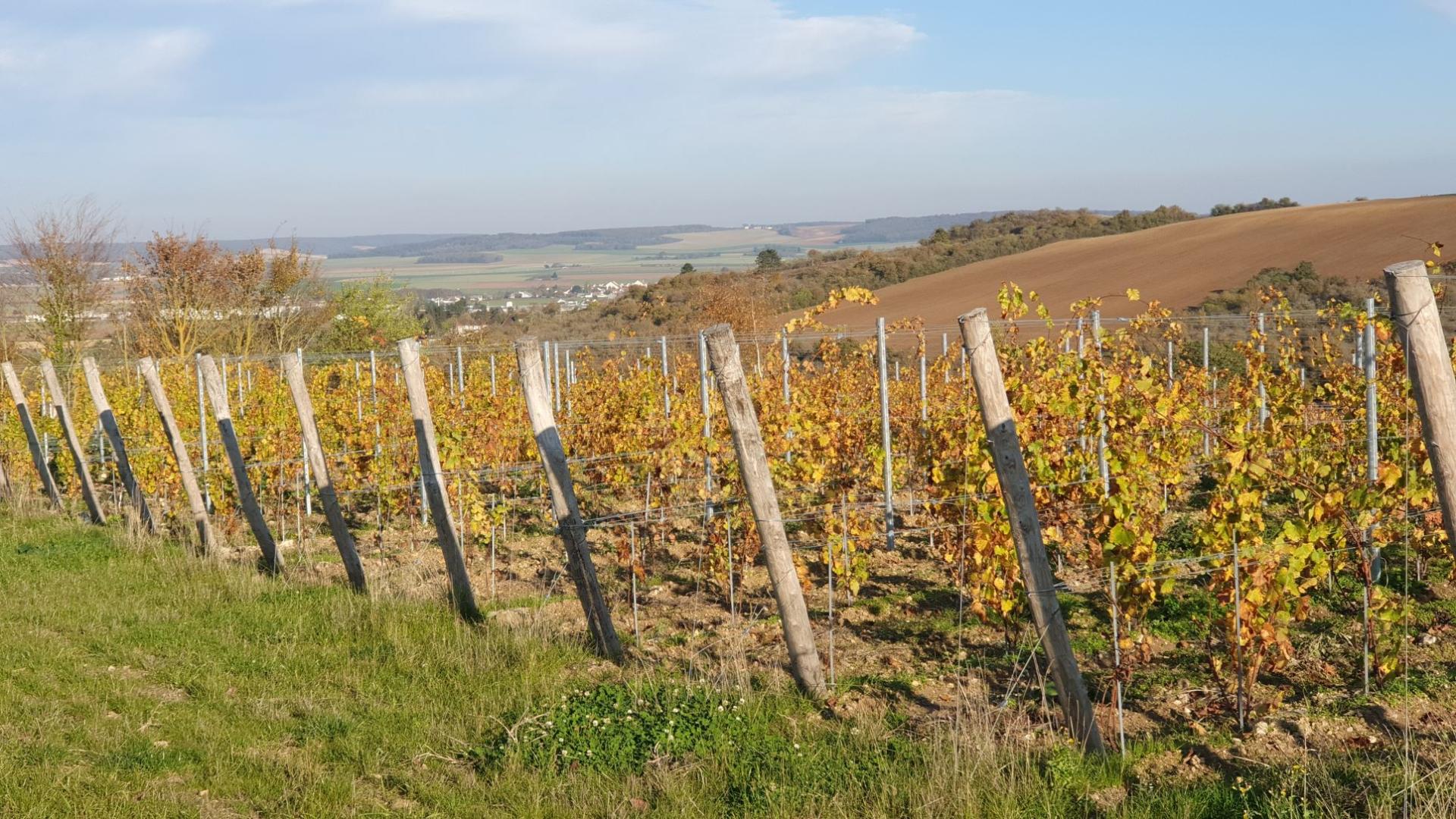 Les vignes