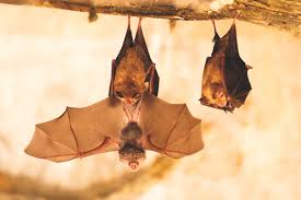 chauve souris